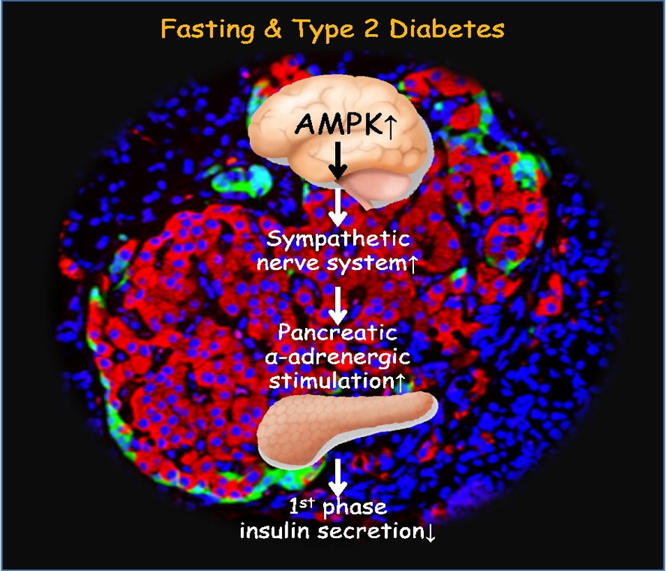 뇌파/심전도 기반 당뇨 추정