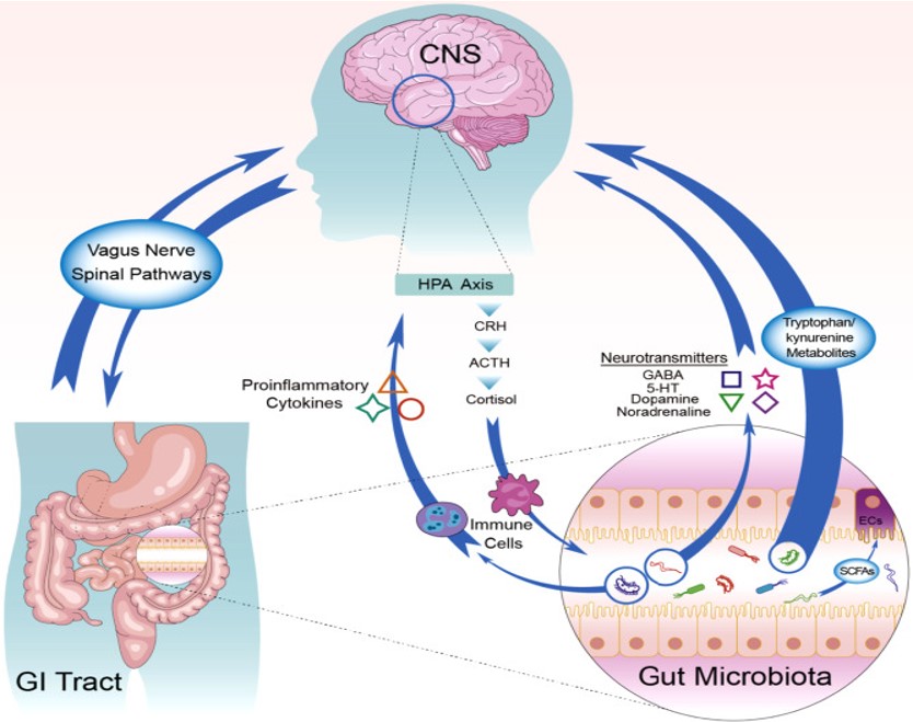 뇌파/심전도 기반 장건강 추정
