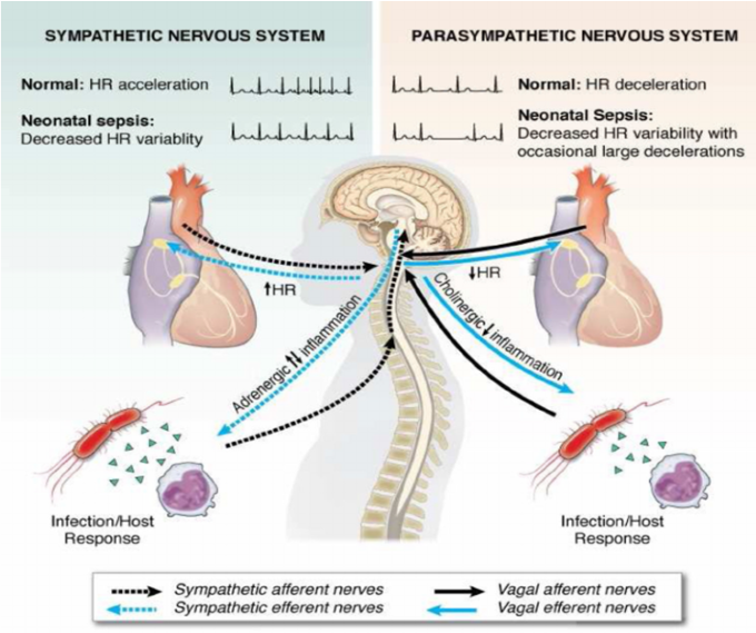 뇌파/심전도 기반 면역력 추정