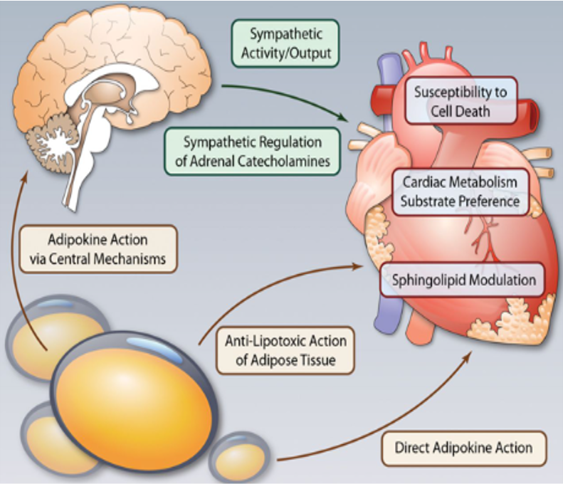 뇌파/심전도 기반 비만 추정